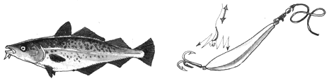 
Jerking the hook up and down attracts cod.

